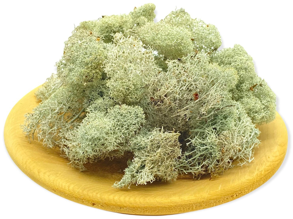 Ягель (олений мох)