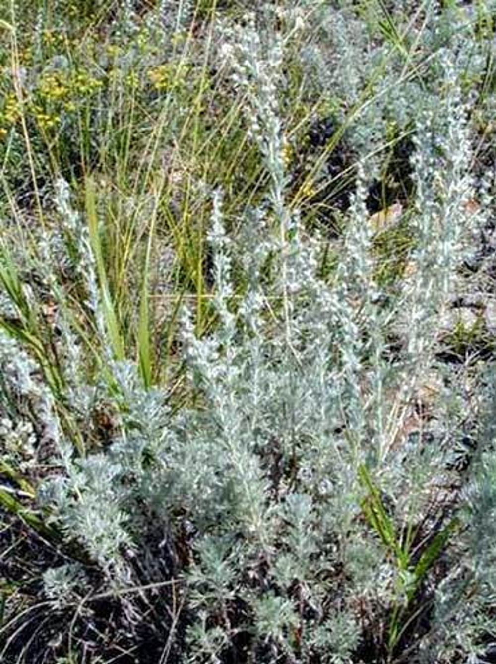 Artemisia frigida Willd. Полынь холодная